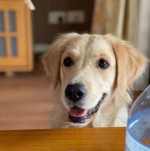 Meet your Posher, Lulu